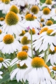 echinacea-purpurea-pow-wow-white-3.jpg