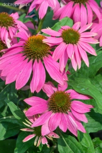  Jeżówka purpurowa'Pow Wow Wild Berry'