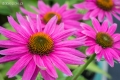 echinacea-purpurea-pow-wow-wild-berry-2.jpg