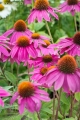 echinacea-purpurea-pow-wow-wild-berry-3.jpg