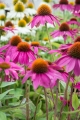 echinacea-purpurea-pow-wow-wild-berry-4.jpg