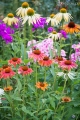 echinacea-purpurea-cheyenne-spirit-1.jpg