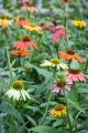 echinacea-purpurea-cheyenne-spirit-2.jpg