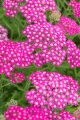 achillea_millefolium_milly_rock_rose_1 (1).jpg
