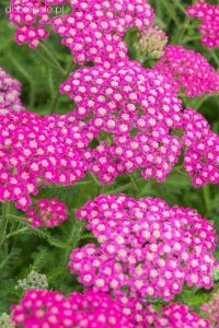 Krwawnik pospolity'Milly Rock Rose' 