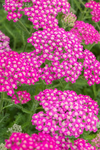 achillea_millefolium_milly_rock_rose_1 (1).jpg