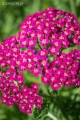 achillea_millefolium_milly_rock_rose_2.jpg