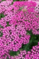 achillea_millefolium_milly_rock_rose_3.jpg
