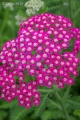 achillea_millefolium_milly_rock_rose_4.jpg