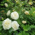Grazka-roza-wielkokwiatowa.jpg
