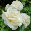 Grazka-roza-wielkokwiatowa.jpg