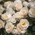 24-3-215715--Ars-Amandi.webp