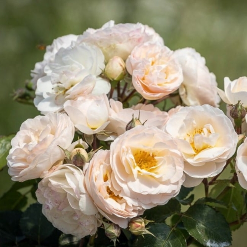 Ars-Amandi-Rojewski-21.webp