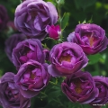 lunara_01_1024x1024.jpg
