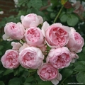 Róża Cinderella® (Kopciuszek)