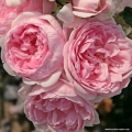 Róża Cinderella® (Kopciuszek)