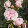 Róża Cinderella® (Kopciuszek)
