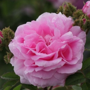 Róża Centifolia 'Cristata'