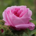 Róża Centifolia 'Cristata'