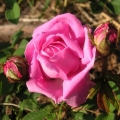 Róża Centifolia 'Muscosa'