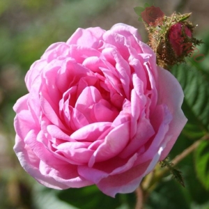 Róża Centifolia 'Muscosa' 