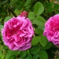 Róża Centifolia 'Muscosa'