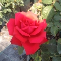 6ee6c1d83fb4442ffe811ae5727f1d38039be84b
