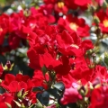 Alcantara-2