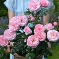 Darling_DSC_5759_Auss.jpg