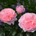 Darling_DSC_5697-2-1.jpg