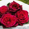 rose_rot_edelrose_Graefin-Diana_Kordes_03.jpg