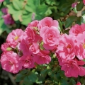 MedP_10_P_08b.jpg1_.jpg