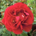 Tornella_6.webp