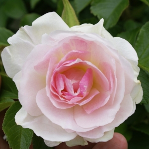 Róża Rosa Rugosa Ritausma / Polareis