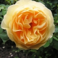 Golden-Celebration-