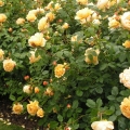 Golden-Celebration-