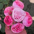 Pomponella3-1-e1732793675177.jpg