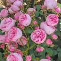 Pomponella-2009-07-15-12-56-22-e1732793666636.jpg