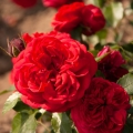 out_of_rosenheim-e1732786758592.jpg