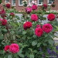 Graefin_Diana_3599547f3a02c1.jpg