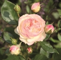 Pastella001-e1732715703687.jpg