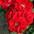brillant-korsar-roza-parkowa.jpg