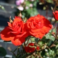 strauchrose-kordes-brillant-m003552_w_1.jpg