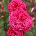 Róża Freifrau Caroline® (Baronowa Karolina)