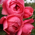 Gartenprinzessin_Marie_Jose