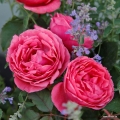 Gartenprinzessin_Marie_Jose