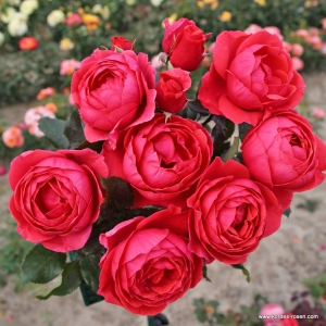 Róża Gartenprinzessin Marie José