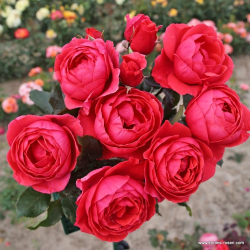 Gartenprinzessin_Marie_Jose