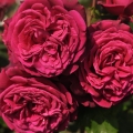 grafin_diana-004-e1732798851234.jpg