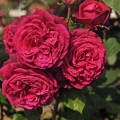 grafin_diana-002-e1732798833116.jpg